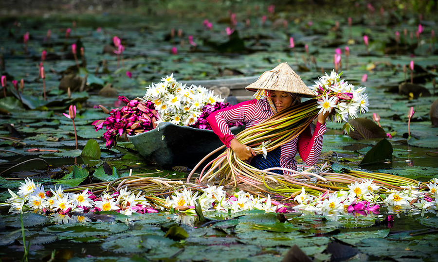 Hình ảnh Nam Bộ